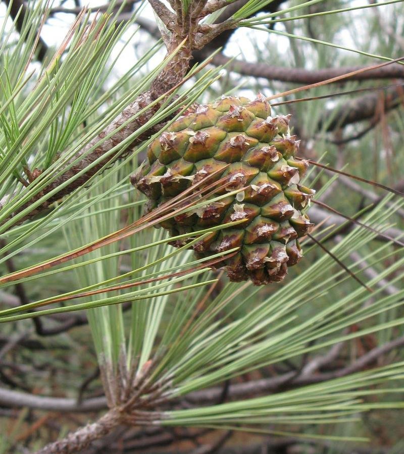 Ripening Cone