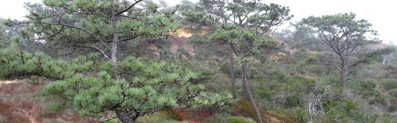 Torrey pine grove