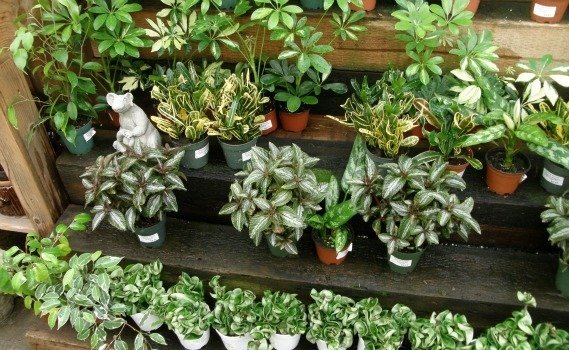 variegates in nursery