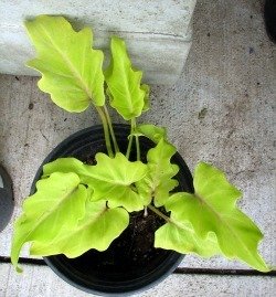 Philodendron yellow