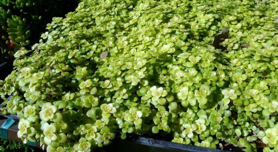 sedum Ogon