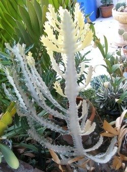 Euphorbia lactea