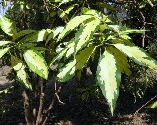 variegated plnat