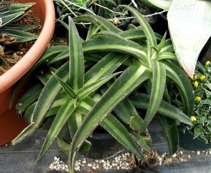 Agave nizandensis true