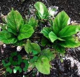 Chamaedorea tuerckheimii from Mexico