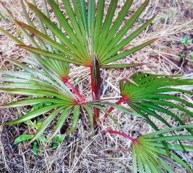 Red Latan Palm