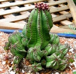 Euphorbia anoploa