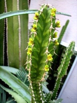 Euphorbia pseudocactus form