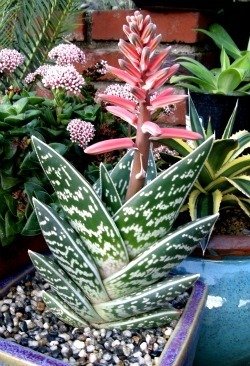 Aloe variegata