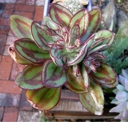 Echeveria nudicaulis