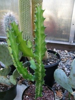 Euphorbia lactea