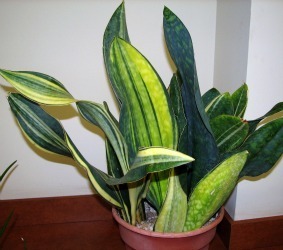 Sansevieria varieg