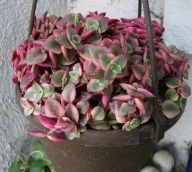 Crassula Calico kitten