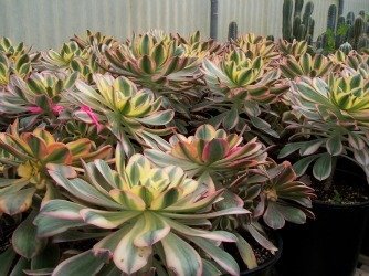 Aeonium sunburst nursery