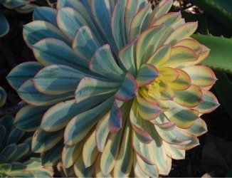 Aeonium Sunburst