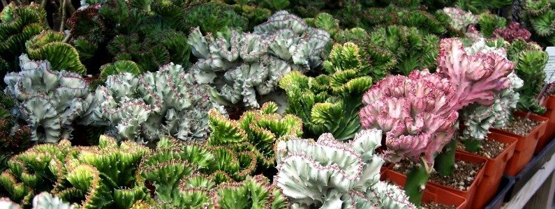 Euphorbia lactea crests