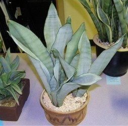 Sansevieria Moon Glow