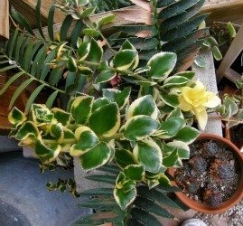 crassula saramentosa