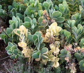 Kalanchoe mutation