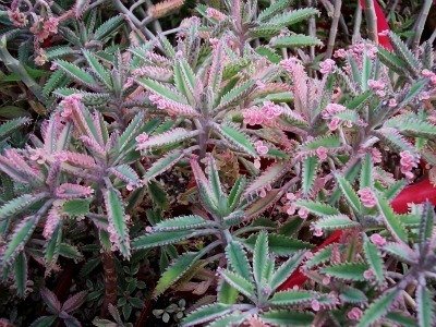 Kalanchoe Pink