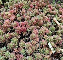 Echeveria agavoides