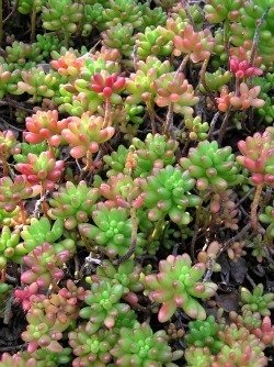 sedum rubro