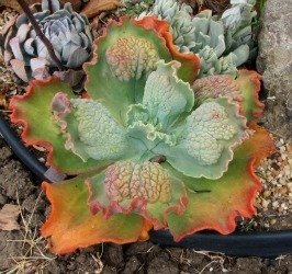 Echeveria hybrid