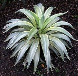 Agave Joe Hoak