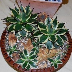 Agave pattonii variegated