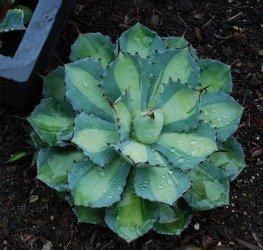 agave hybrid