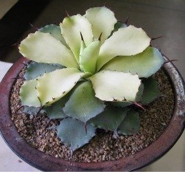 agave chimera