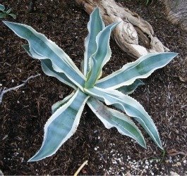 agave gypsophila