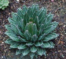 Agave victoriae thin line