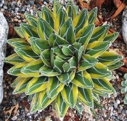 Agave victoriae Golden Princess