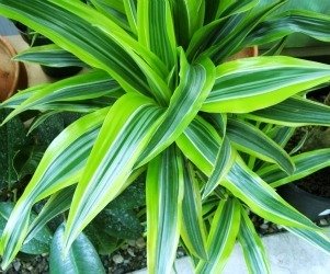 Dracaena Lemon lime