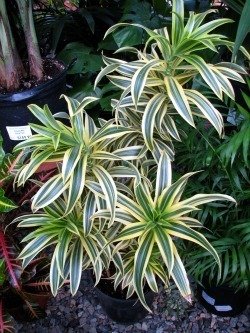 Dracaena reflexa