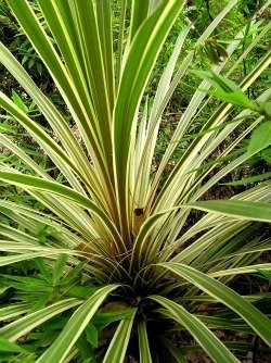 Cordyline australis Albertii