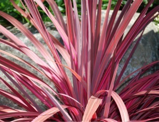 Cordyline Electric Pink