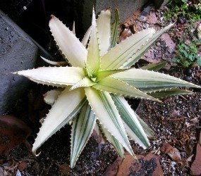 Aloe maculata