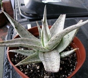 Aloe Doran Black