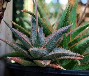 Aloe Spikey