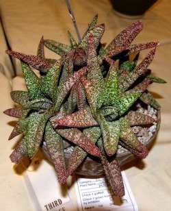 Gasteria batesiana