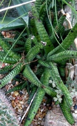 Gasteria striped