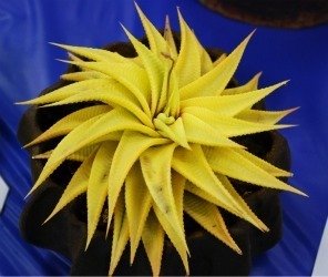 Haworthia limifolia yellow