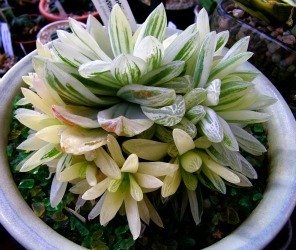 Haworthia cymbiformis