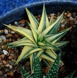 Haworthia limifolia striped