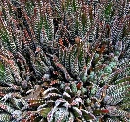 Haworthia attenuata