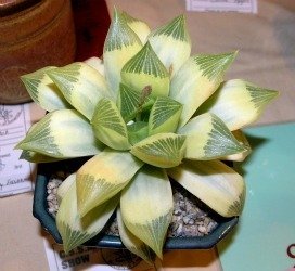 Haworthia pale