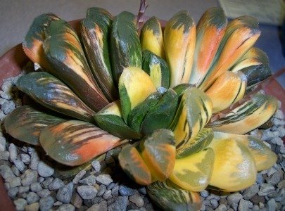 Haworthia attenuata varie