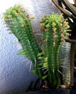 Euphorbia mammillaris